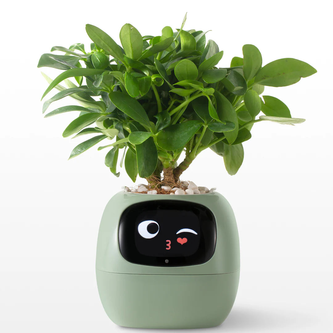 FloraSense – Inteligentna Doniczka